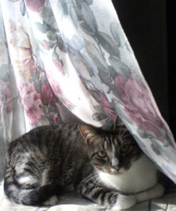 Pureness Giant Cat Litter Pan, Assorted Colors 42 818VF6LWaWL