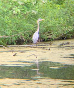 Wingspan Optics Explorer High Powered 12X50 Monocular. Bright and Clear. Single Hand Focus. Waterproof. Fog Proof. For Bird Watching, or Watching Wildlife. Daytime Use. Formerly Polaris Optics 42 818c5yO89xL