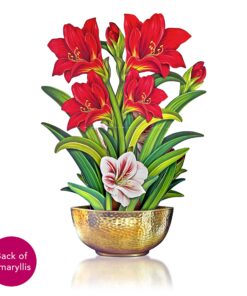 Freshcut Paper Pop Up Cards, Scarlet Amaryllis, 16 inch Life Sized Forever Flower Bouquet 3D Popup Christmas, Winter, Holiday Greeting Cards with Note Card and Envelope - Christmas Decorations 17 818dIXdxSVL