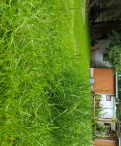 Greenworks 40V 16" Cordless (Push) Lawn Mower (75+ Compatible Tools), 4.0Ah Battery and Charger Included 16" Mower (4.0Ah) 46 818e1U4FqwL