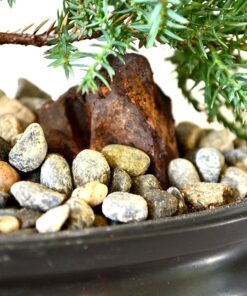 9Greenbox Best Gift Bonsai Juniper Tree, 4 Pound Style 2 20 818eun0N7VL