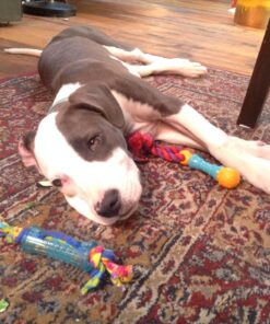 Petstages Orka Mini Dental Dog Chew Toys - 3 Pack Dental Chew 3 Pk 42 818jPyQqGqL