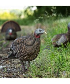 AVIAN-X LCD Breeder Hen Turkey Decoy | Durable Realistic Lifelike Collapsible Standing Hunting Decoy with Carry Bag & Stake, AVX8008 20 818kmJMmiWL