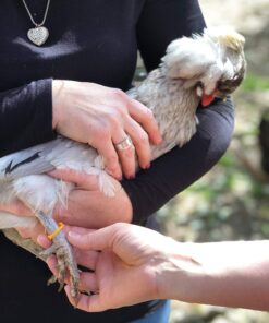 Happy Hen Treats Spiral Leg Bands for Pets, Size 11 13 818lEgBZOgL