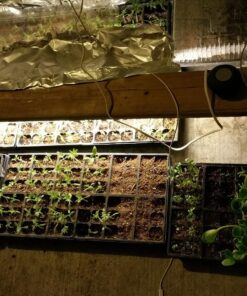 Heirloom Seeds for Planting Vegetables and Fruits - Survival Essentials 135 Variety Seed Vault - Medicinal Herb Seeds - Grow Healthy Non-GMO Food 79 818lIffS1EL