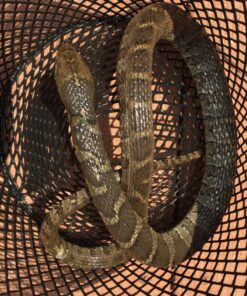 Eagle Claw Minnow Trap Black, 9-Inch x 16-1/2-Inch 7 818oKWAzKgL