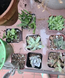 Shop Succulents Unique Succulent Plant Pack Bulk Collection - Live Mini Succulent Plants, Low Maintenance, Exceptional Colors & Textures - Wedding and Party Favors, Gift & Garden, Pack of 20 20-Pack Succulent Packs 57 818rTYX6BgL
