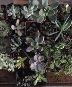 Jiimz 30 Assorted 2" Succulent Plants 16 818tlGCWPbL