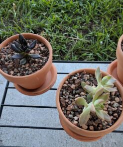 Succulent Assorted Pack- Perfect for Weddings, Party Favors, Home Gardens, and Social Events by Jiimz (15 Pack) 87 818vz5K vL
