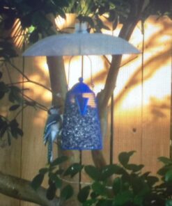 Perky-Pet 340 Transparent 16-Inch Squirrel Baffler 36 818wjJIOzsL