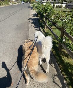 tobedri Comfortable Dual Dog Leash Tangle Free with Shock Absorbing Bungee Reflective 2 Dog Leashes for Large Medium Small Dogs Dogs weight 25-100lbs Black 20 818y18tuCsL