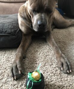 Fun Express 1 Dozen Mini Cauldron Kettles, BPA Free Plastic, St. Patrick's Day, Halloween, Bachelorette Parties, Witches and Wizards, Birthday, Baby Showers Party Decoration Supplies, Black 30 818yOm7WBRL