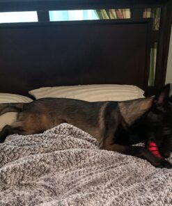 KONG Stuff-A-Ball Treats Dispense Dog Toy - Stuffable Dog Toy - Stuff Treats for Mental Enrichment - Dental Dog Toy for Healthy Teeth & Gums - Large Dogs Standard Packaging 30 819 KNdPUCL