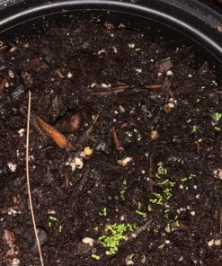 Sow Right Seeds - Flower Seed Collection - Carnation, Gayfeather, Dahlia, Morning Glory, Larkspur, Balsam, Snapdragon, Phlox, Zinnia, & Daisy - Non GMO Heirloom Seeds for Planting - 10 Packets 45 819 r9lZJGL 1