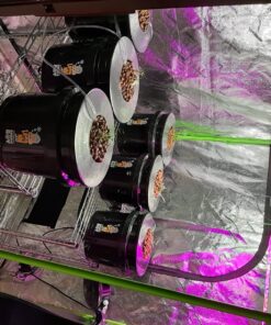 HTG Supply Bubble Brothers DWC Hydroponic System - 6-Site Classic 20 8191OaMc1vL