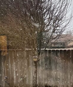 Perky-Pet 305 Holly Berry Gilded Chalet Wild Bird Feeder Gold 32 8191qGhJbtL