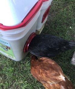 RentACoop 20 Pounds BPA-Free Chicken Feeder with Large Ports - Includes Lid, Anti-Roost Cone, Rain Hoods - Suitable for Chickens - Center Placement 26 8198MLKCWBL