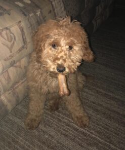 Nylabone Healthy Edibles All-Natural Long Lasting Bacon Flavor Chew Treats 1 count pack of 3 Bacon Small/Regular Small Treats for Dogs Up to 25 lbs. 3 Bacon Dog Treats 35 819K3lvt2RL