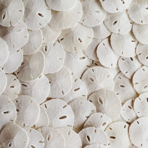 Tumbler Home Small Natural White Sand Dollars 50 pcs - Wedding - Sea Shell Craft 1 1/4" to 1 1/2" - Hand Picked and Professionally Packed 50 pieces