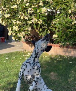 Outward Hound Tail Teaser Durable Dog Wand with Soft Plush Toys 28 819SE2E8V3L