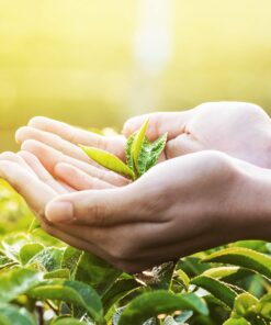 Lipton Tea Bags For a Delicious Beverage Decaffeinated Black Tea Caffeine-Free and Made With Real Tea Leaves 75 Tea Bags Decaf Black Tea 75 Count (Pack of 1) 15 819T1o9d7XL