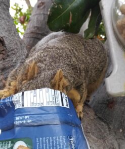 Fisher Chef's Naturals Pecan Halves 24oz (Pack of 1), Unsalted Raw Nuts for Cooking, Baking & Snacking, Vegan Protein, Keto Snack, Gluten Free 24 Ounces (Pack of 1) 43 819ZUv8K28L 1