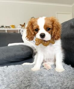 Alternative view of Nylabone Puppy Chew Toy Twin Pack - Puppy Chew Toys for Teething - Puppy Supplies - Medley & Chicken Flavor, X-Small/Petite (2 Count) Ring Bone Twin Pack