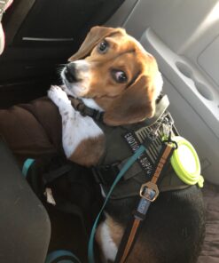 PawZ Rubber Dog Boots for Paws up to 2 1/2", 12 Pack - All-Weather Dog Booties for Hot Pavement, Snow, Mud, and Rain - Waterproof, Anti Slip Dog Socks - Small, Black 35 819dLubmtL