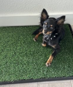 Artificial Grass Puppy Pee Pad for Dogs and Small Pets - 20x25 Reusable 3-Layer Training Potty Pad with Tray - Dog Housebreaking Supplies by PETMAKER Medium 3-Layer System 34 819daxI41L