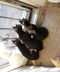 Purina Friskies Wet Cat Food Pate - 5.5 oz. Can Salmon Dinner 5.5 Ounce (Pack of 24) 41 819kh1kG9OL