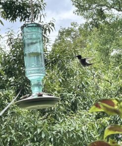 Perky-Pet 8108-1SR Antique Glass Bottle Hummingbird Feeder - Outdoor Garden Décor - 10 Oz Green Bottle 22 819rcgQjZL