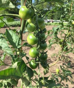 Fiskars 99216935J Pruning Softouch Micro-Tip Snip, Non-Coated Blades, Gray 50 819rvwUEFXL