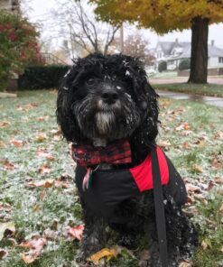 Gooby Padded Vest Dog Jacket - Red, Medium - Warm Zip Up Dog Vest Fleece Jacket with Dual D Ring Leash - Winter Water Resistant Small Dog Sweater - Dog Clothes for Small Dogs Boy and Medium Dogs Medium chest (18.25") 1 37 819uhLBbcL