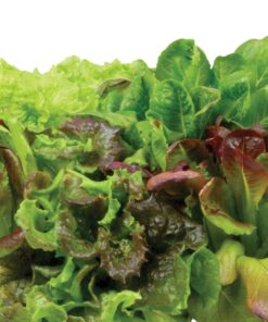 AeroGarden Heirloom Salad Greens Mix Seed Pod Kit - Salad Kit for AeroGarden Indoor Garden, 7-Pod 22 81A4Piq2s0L