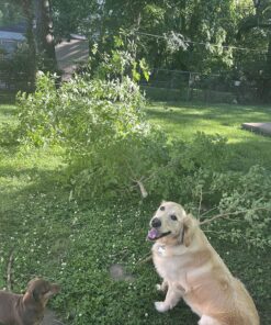 BLACK+DECKER 20V MAX* Cordless Reciprocating Saw Kit (BDCR20C) 31 81A9yyosW4L