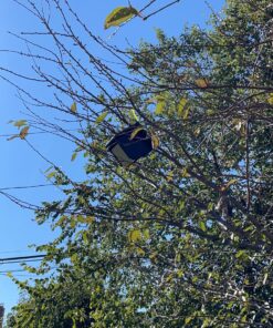 Songbird Essentials Recycled Plastic Wren House 5 81ACa E0glL