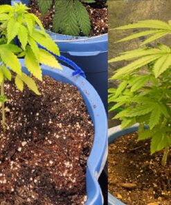 General Hydroponics CALiMAGic 1-0-0, Concentrated Blend of Calcium & Magnesium, Secondary Nutrient Deficiencies Helps Prevent Blossom End Rot & Tip Burn, Clean, Soluble, 1-Quart 32 Fl Oz (Pack of 1) 49 81AD9yjCqTL