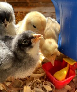 Backyard Barnyard Vertical 4 Pack NO PECK Poultry Waterer Drinking Cup for Chicken Ducks Quail 16 81AEnnxB1UL