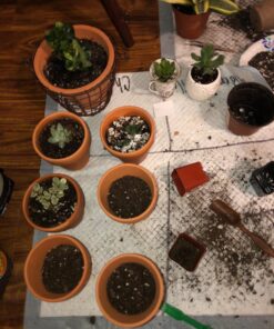 Hoffman 10410 Organic Cactus and Succulent Soil Mix, 10 Quarts 31 81AFN6WtImL