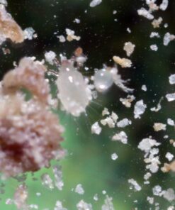 50,000 Live Neoseiulus Amblyseius Cucumeris - Guaranteed Live Delivery! 9 81AGIL3pTGL