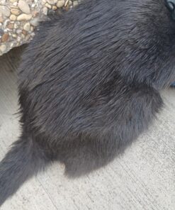 Seresto Cat Vet-Recommended Flea & Tick Treatment & Prevention Collar for Cats | 8 Months Protection 1 Pack Cat Only 36 81AGv2BctZL