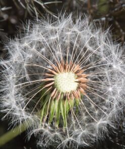 Nikon D500 DX-Format Digital SLR with 16-80mm ED VR Lens Black 80 81AHSp0KidL