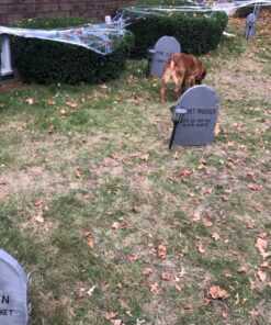 Roxant Pro Mini Strobe Light Halloween - 24 Super Bright LED Light Bulbs - Adjustable Flash Speed Control | Party Decorations | Party Lights 29 81AHeeAMEXL