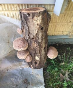 12" Mushroom Log DIY Shiitake Mushrooms Ready to Grow Your Own 21 81AJwPVMzQL