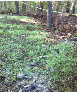 Whitetail Institute Secret Spot Deer Food Plot Seed - Annual Forage Designed Specifically for Smaller, Remote Food Plots - Can Be Planted with Hand Tools 4 lbs (9000 sq ft) 18 81ANoBnD5YL