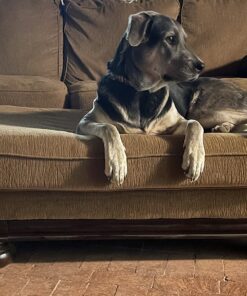 Purina Pro Plan High Protein Dog Food With Probiotics for Dogs, Shredded Blend Chicken & Rice Formula - 35 lb. Bag 35.00 Pound (Pack of 1) 29 81APjfPFQxL 2