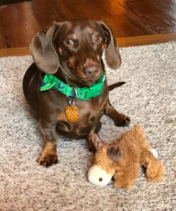 KONG - Cozie Marvin Moose - Indoor Cuddle Squeaky Plush Dog Toy - for Small Dogs Gold,brown 27 81AWuvH1GhL