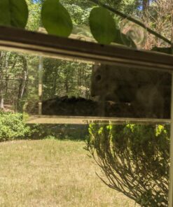 Tranquil Outdoors Large Acrylic Window Bird Feeder: Strong Removable Suction Cup Mounted Outdoor Bird House Feeder, Clear Birdfeeders for Large & Small Birds. Best See Thru Feeder for Bird Watching 66 81AX56vQXKL