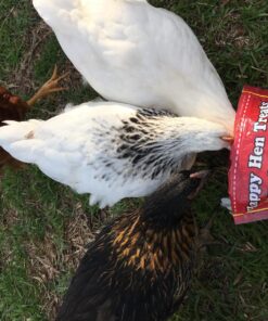 Happy Hen Treats Party Mix Mealworm and Oats, 2-Pound Original Version 16 81AaEJWl7EL