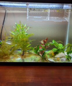 Florida 10 Species Live Aquarium Plants Bundle 40 81AbgWOE14L